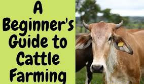 Basic Cattle Start Up Guide